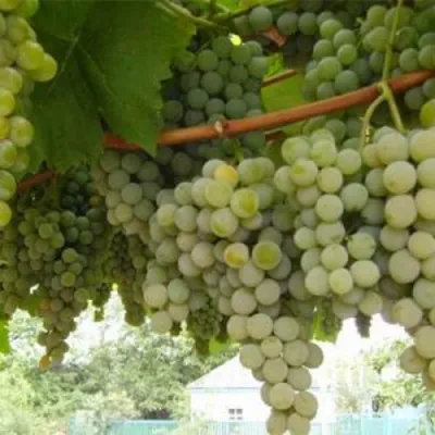 Виноград АНАНАСНЫЙ РАННИЙ в Волгограде
