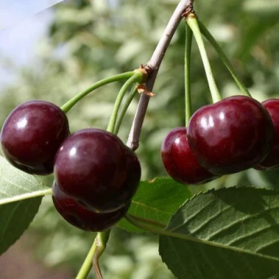 Вишня ЖАДАНА в Волгограде