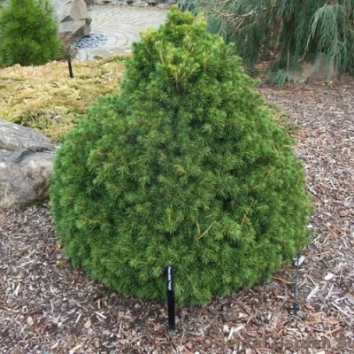 Ель ТОМПА обыкновенная в Волгограде