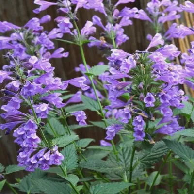 Котовник БЛЮ ДРИМС полусидячий в Волгограде