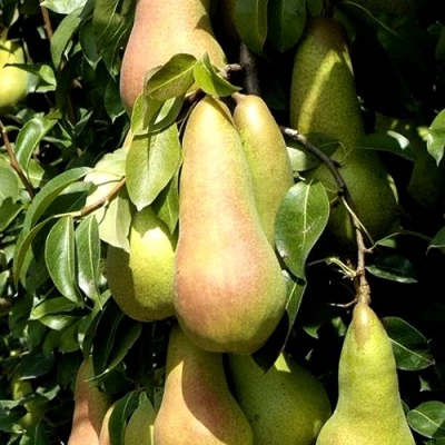 Груша КОНКОРД в Волгограде