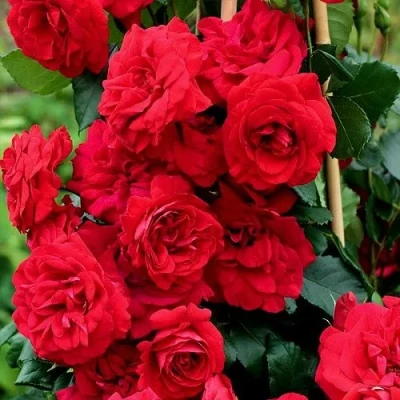 саженцы розы Амадеус