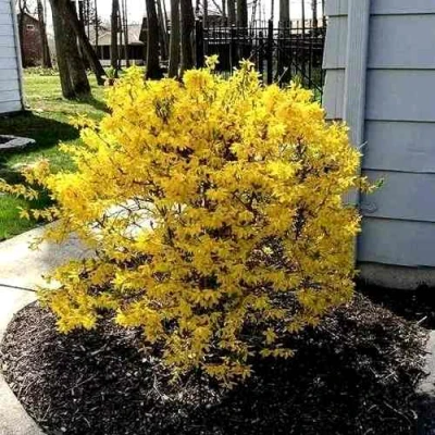 Форзиция ЛЕДНОГОРА промежуточная в Волгограде