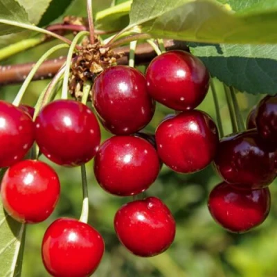 Вишня ЛЮБСКАЯ в Волгограде