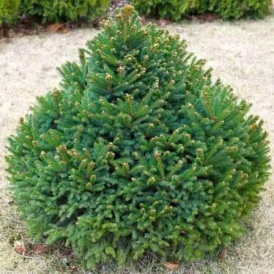 Ель БАРРИ обыкновенная в Волгограде