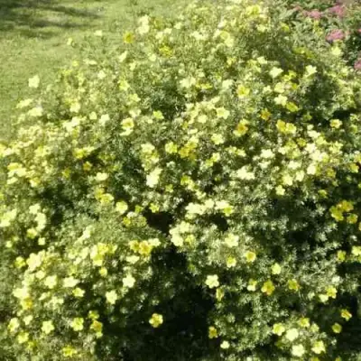 Лапчатка КЛОНДАЙК кустарниковая в Волгограде