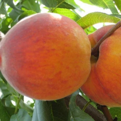 Персик СОЧНЫЙ в Волгограде