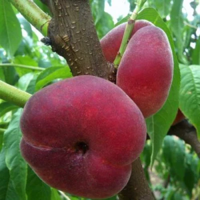 Персик АЛЕКС ИНЖИРНЫЙ в Волгограде