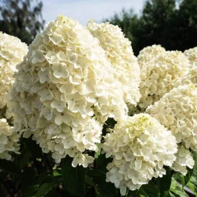 гортензия саммер сноу