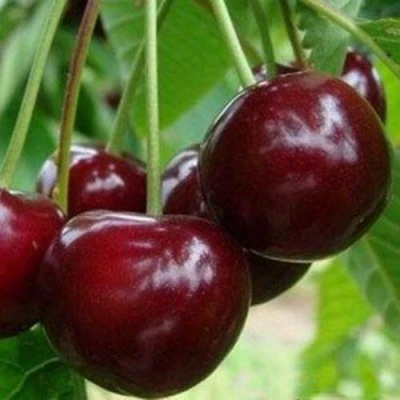 Вишня МИЛАВИЦА в Волгограде