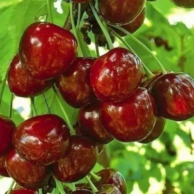 Черешня БУРЛАТ в Волгограде