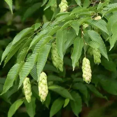 Граб японский в Волгограде