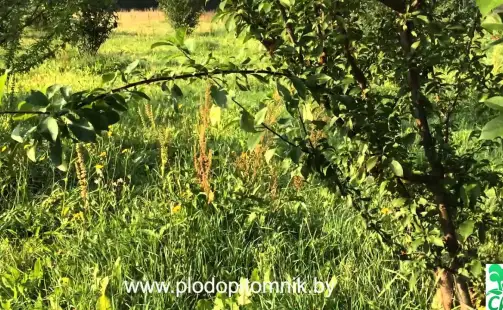 Превью видео