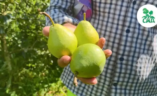 Превью видео