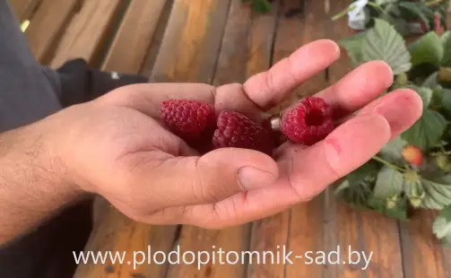 Превью видео