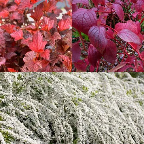 Комплект ЖИВАЯ ИЗГОРОДЬ в Волгограде