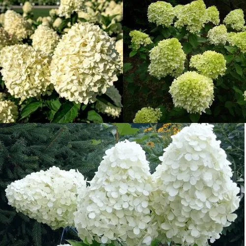 Комплект НЕЖНЫЙ КАПУЧИНО в Волгограде