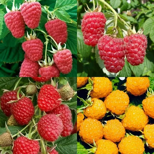 Комплект МАЛИНОВОЕ АССОРТИ в Волгограде