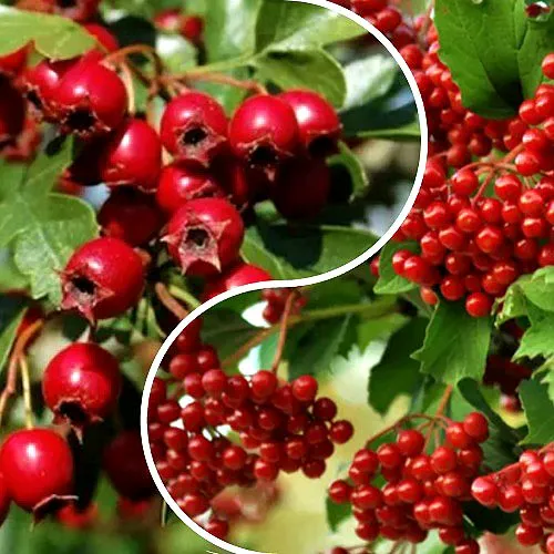 Комплект БУДЬ ЗДОРОВ в Волгограде