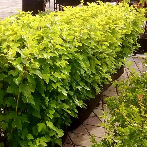 Комплект АНГЕЛ ГОЛД в Волгограде