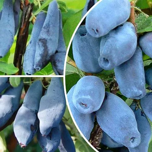 Комплект СИЯНИЕ ГЛАЗ в Волгограде