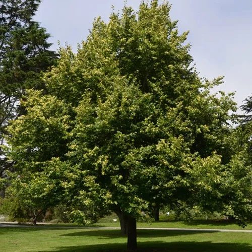 Липа сердцевидная  Липа сердцевидная в Волгограде