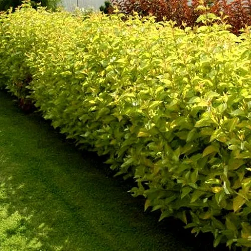 Комплект ДАРТС ГОЛД в Волгограде