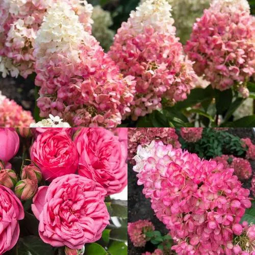 Комплект МАЛИНОВЫЙ ДЕСЕРТ в Волгограде