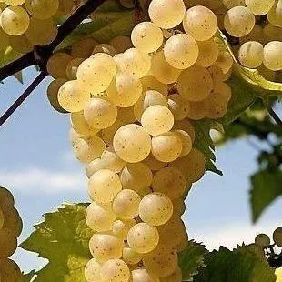 Неукрывные сорта   Неукрывные сорта  в Волгограде