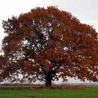 Дуб скальный  Дуб скальный в Волгограде