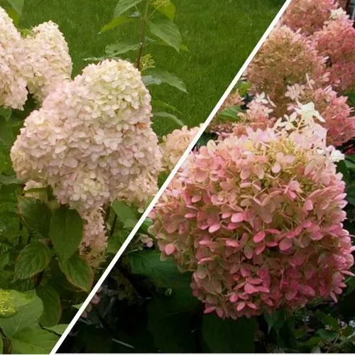 Комплект НЕЖНЫЕ ЧУВСТВА в Волгограде