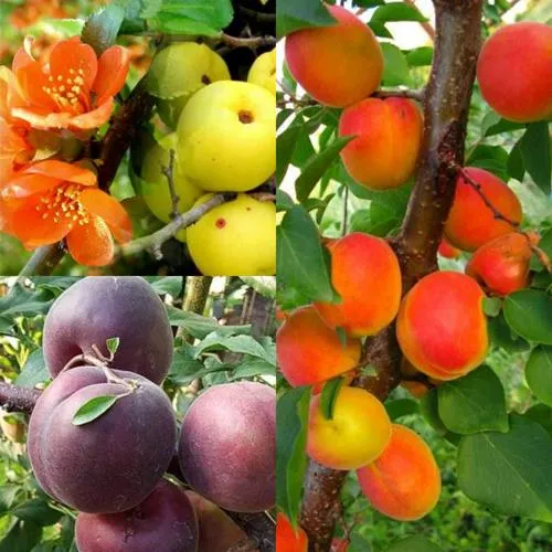 Комплект САД ДЛЯ ГУРМАНА в Волгограде