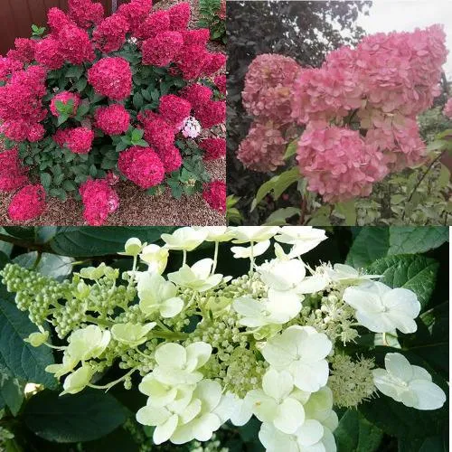 Комплект САД ЭМОЦИЙ в Волгограде