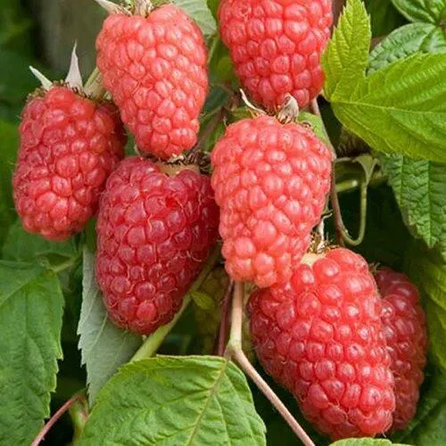 Малина КАСКАД ДЕЛАЙТ в Волгограде