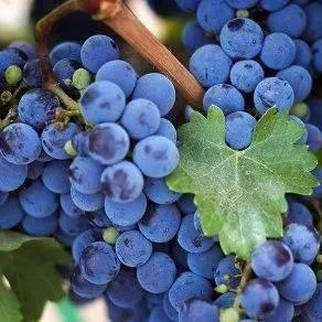 Винный   Винный  в Волгограде