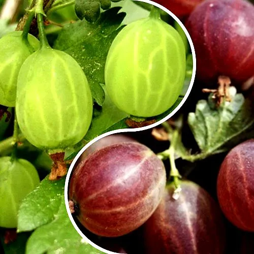 Комплект СКАЗКА в Волгограде