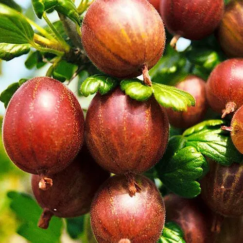 Крыжовник ШЕРШНЕВСКИЙ в Волгограде