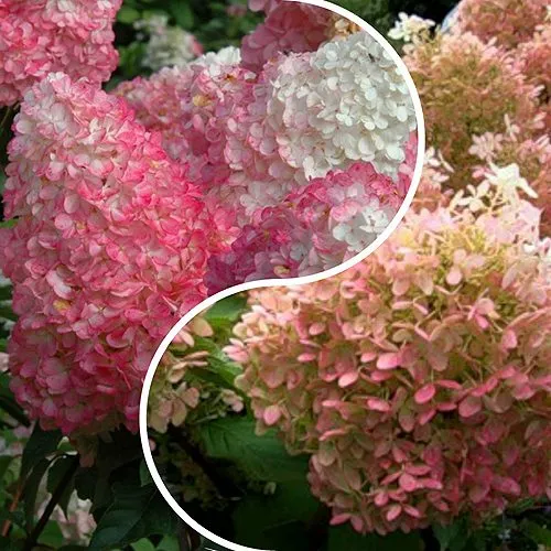 Комплект МАЛИНОВЫЙ ЗАКАТ в Волгограде