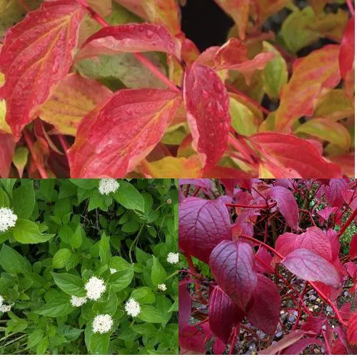 Комплект СЕВЕРНОЕ СИЯНИЕ в Волгограде