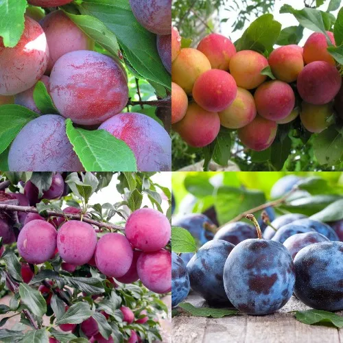 Комплект СЛИВОВЫЙ САД в Волгограде