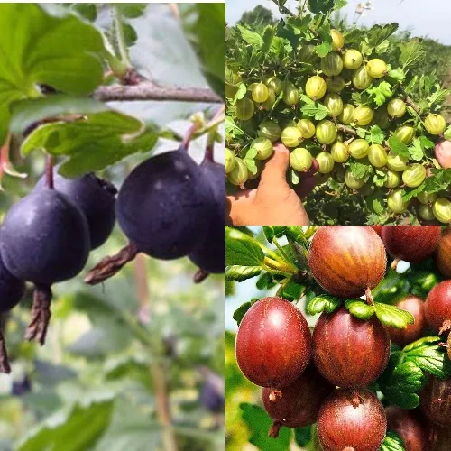 Комплект КРЫЖОВНИК MIX в Волгограде