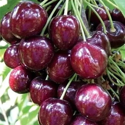 Черешня СИЛЬВИЯ колоновидная — описание сорта Черешня СИЛЬВИЯ колоновидная в Волгограде