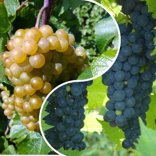 Комплект ИНЬ-ЯНЬ в Волгограде