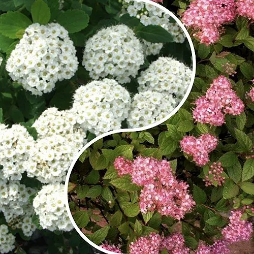 Комплект ТАЛАНТЛИВЫЙ САДОВОД в Волгограде