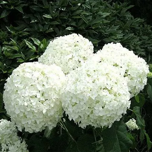 Гортензия АННАБЕЛЬ древовидная в Волгограде