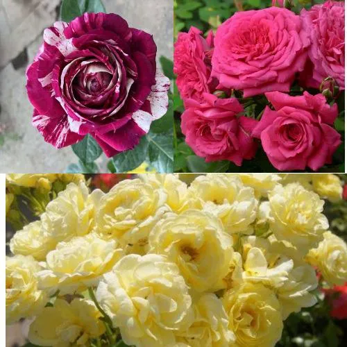 Комплект РОЗОВЫЙ АКЦЕНТ в Волгограде