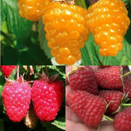 Комплект ЗОЛОТАЯ МАЛИНА в Волгограде