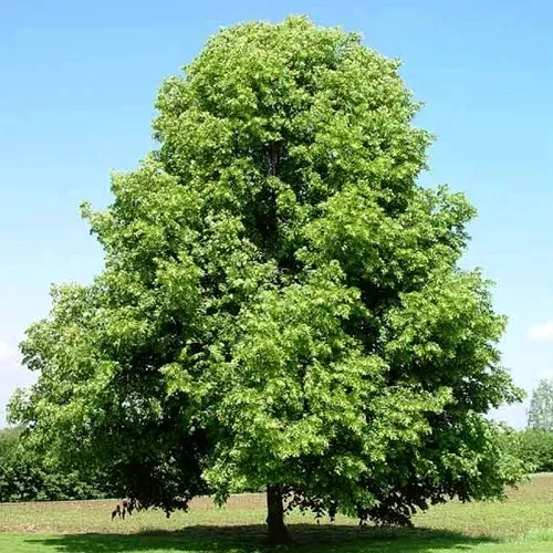 Липа мелколистная  Липа мелколистная в Волгограде