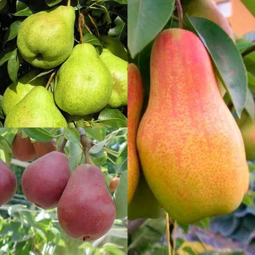 Комплект ГРУШЕВОЕ АССОРТИ в Волгограде