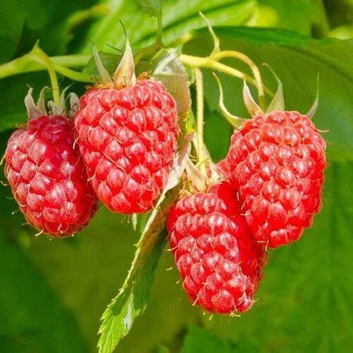 Малина ИЗОБИЛЬНАЯ в Волгограде